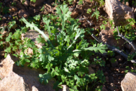 Glebionis segetum